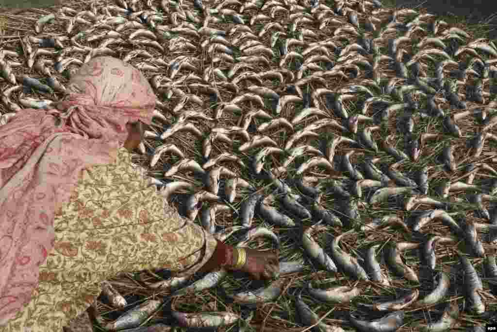 A Kashmiri woman dries fish in the sun before the smoking process on the outskirts of Srinagar, India.