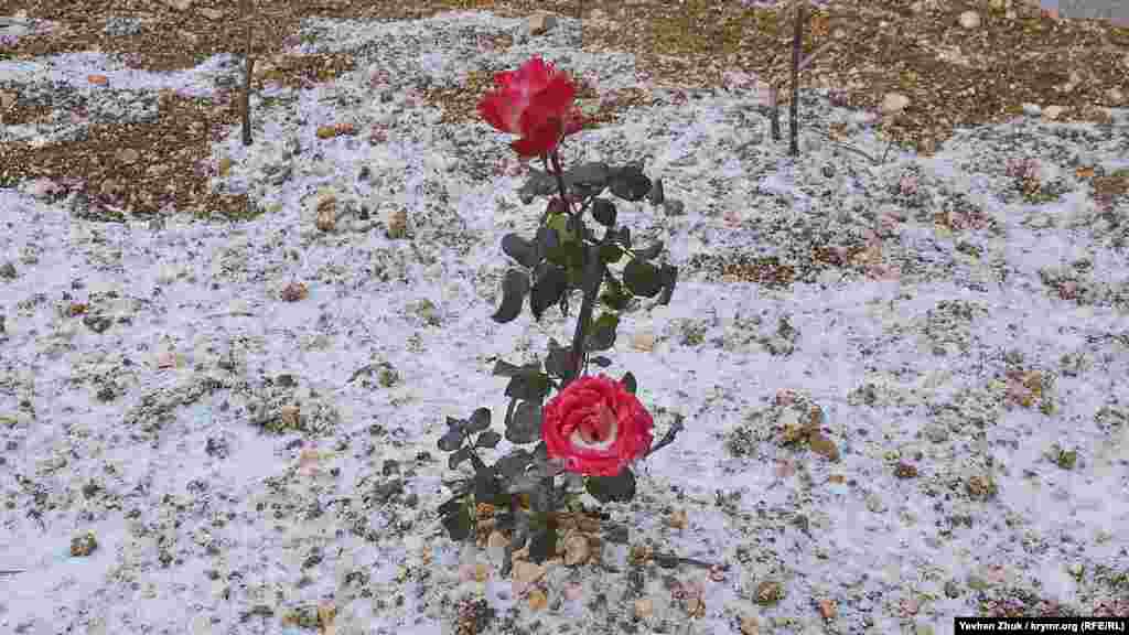 Троянди, які розцвіли минулого тижня, злегка підморозило і засипало снігом
