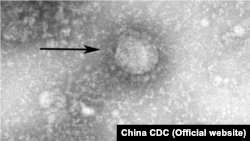 Fotografie microscopică a noului coronavirus