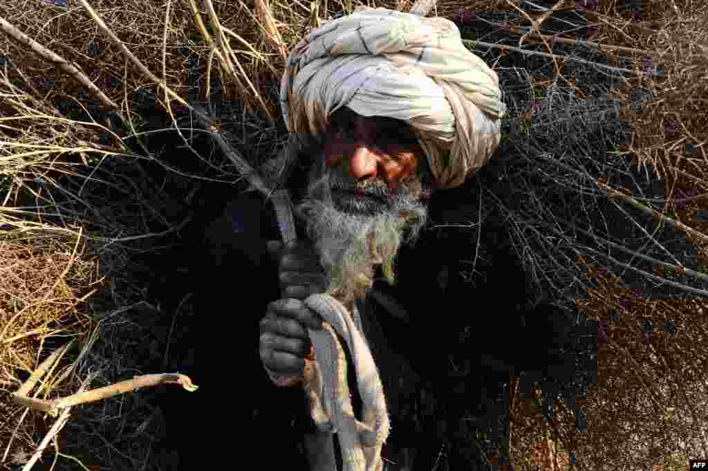An elderly Afghan man carries firewood over his shoulders in Herat on February 20. (AFP/Aref Karimi)