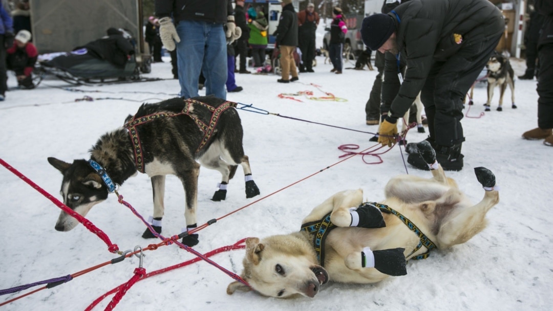 are sled dogs treated fairly