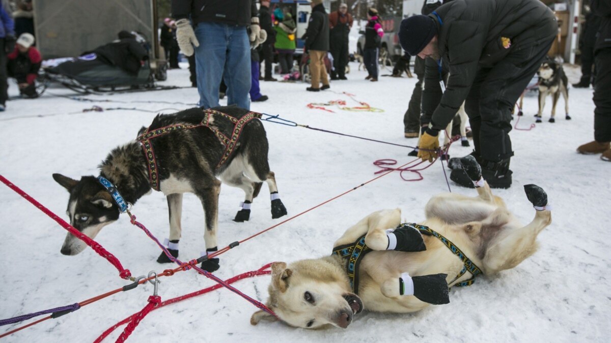 how many dogs have died in the iditarod race