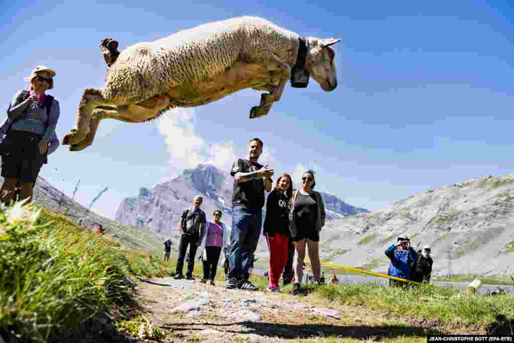 About 700 sheep were gathered for the annual shepherds' festival near the Gemmi Pass, between Kandersteg and Leukerbad in Switzerland. During the festival, shepherds and farmers meet, watched by spectators who witness sheep running down steep cliffs to Lake Dauben. (EPA-EFE/Jean-Christophe Bott)