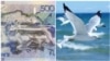 Еще один фотограф заявил о «правах на чайку» на банкноте