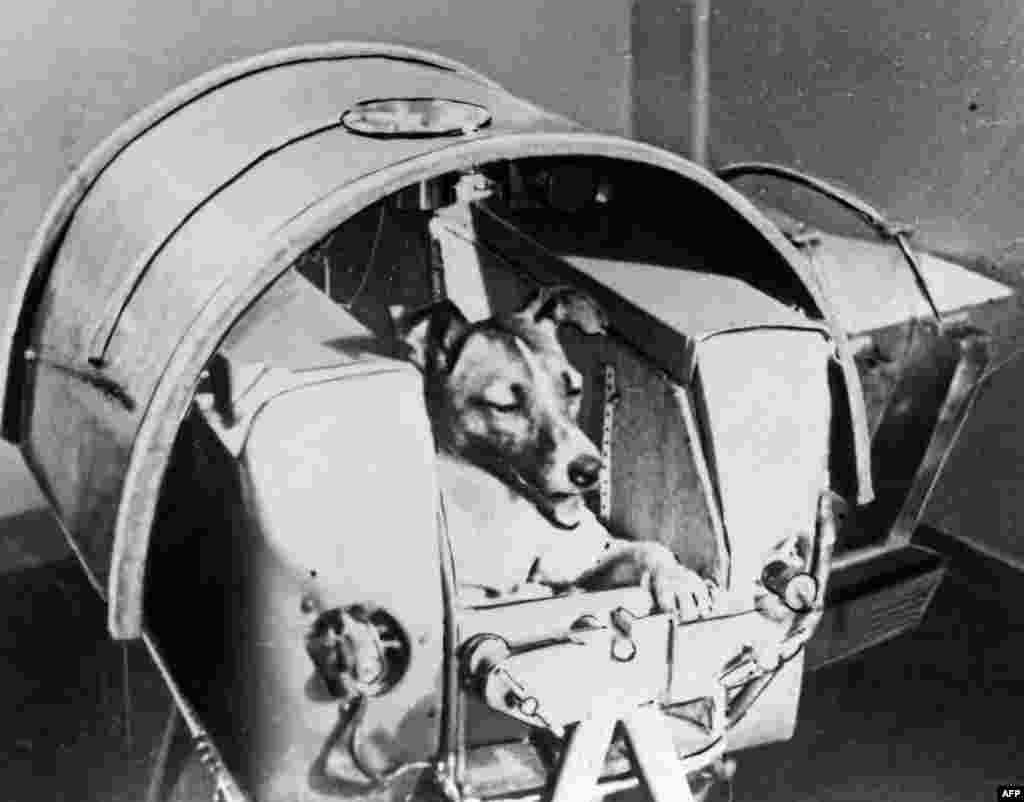 Laika strapped into the capsule in which she would soon orbit Earth. Due to the cramped conditions, female dogs were chosen over males because they didn&#39;t need to lift their legs to pee. Knowing that the dog would not survive her mission into space, one of the scientists took Laika home to play with his children in the days before launch, another recalls crying and asking for forgiveness as she kissed Laika&#39;s nose in farewell before the hatches were closed on the rocket.&nbsp;