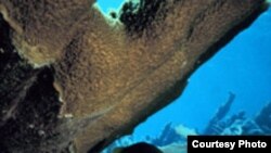 Коралловые рифы сегодня страдают от повышенной кислотности океана. Фото <a href = "http://floridakeys.noaa.gov/" target=_blank>Florida Keys National Marine Sanctuary</a>