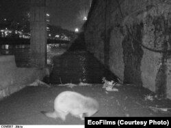 ფოტოხაფანგი