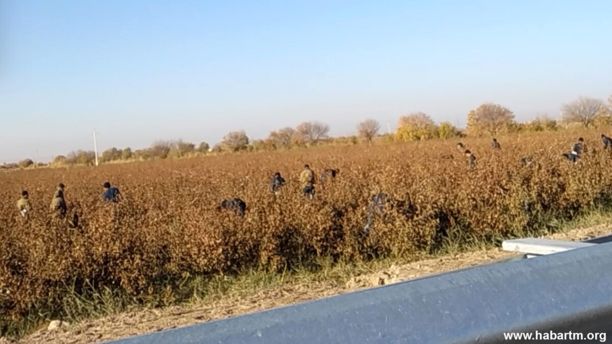 После ночной смены сразу в поле. Бюджетники в мороз собирают хлопок