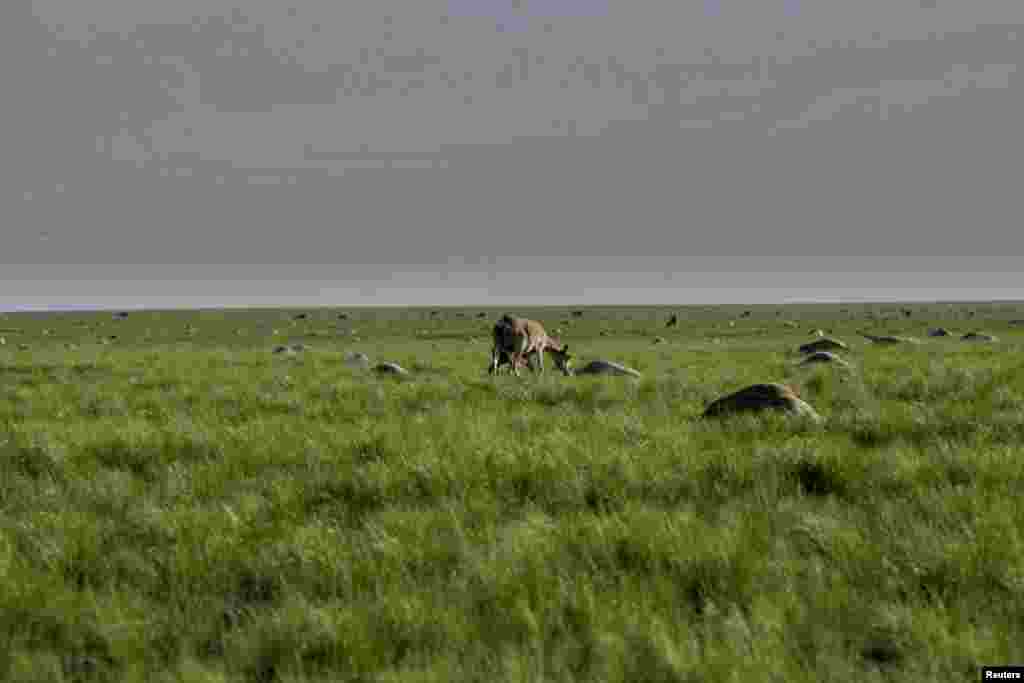 A saiga antelope with a baby grazes next to the carcasses of dead antelope in a field in the Kostanay region, of Kazakhstan on May 20, 2015. (Reuters)