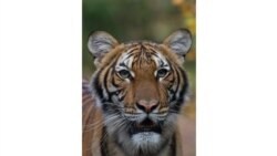 Malezijski tigar Nadia, Bronx Zoo, New York, 5 april 2020.