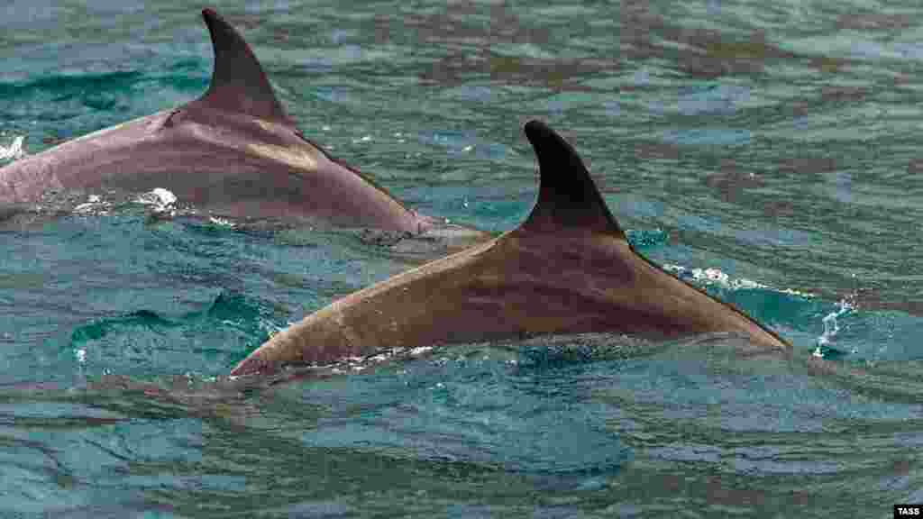 Возле скал можно увидеть резвящихся дельфинов