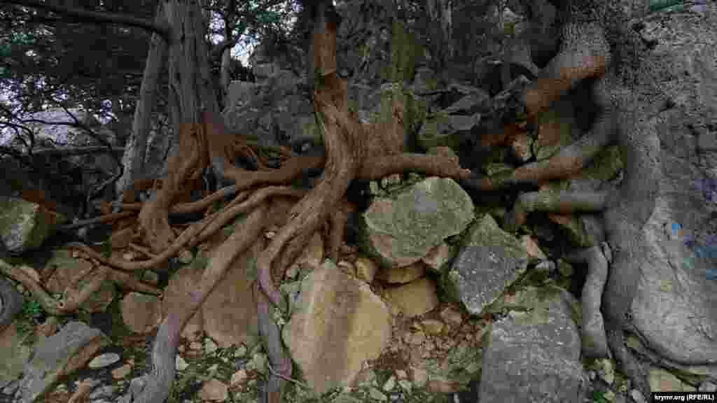 Оголенное кореневище можжевельника у Солнечной тропы
