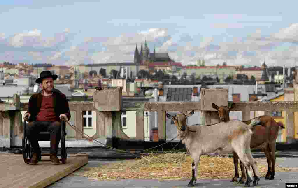 Culture activist Ondrej Kobza sits with two goats on the terrace of a rooftop community garden and cafe atop the Lucerna Palace in Prague. As part of an opening to the public, Kobza brought a pair of goats from a farm run by Dagmar Havlova, the sister-in-law of late President Vaclav Havel, who owns the palace. (Reuters/David W. Cerny)