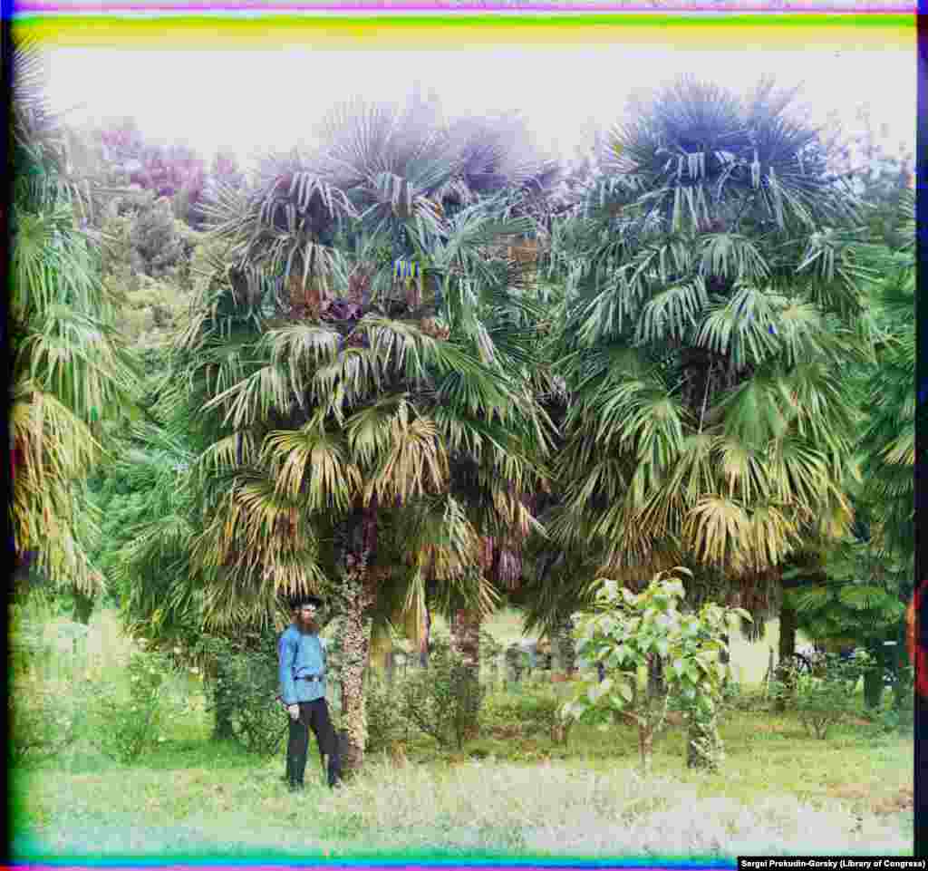 Мужчина с секаторами позирует рядом с пальмами в Батуми. Волокна пальмового дерева можно использовать для изготовления нити, мешков и грубой ткани