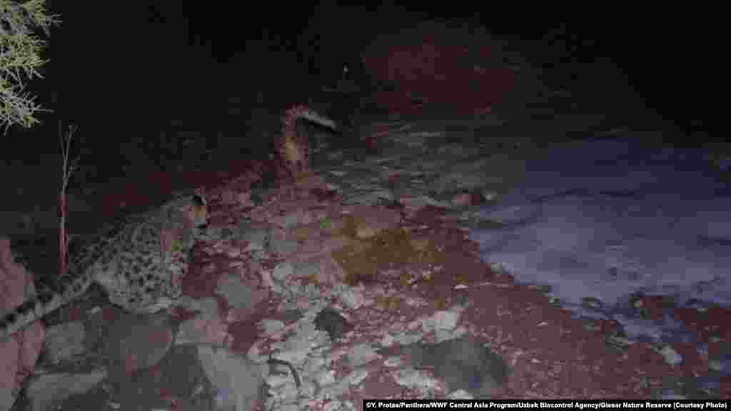 The two snow leopards were caught by cameras in Uzbekistan's Hissar Nature Reserve in November and December 2013 by researchers working with WWF and Panthera.