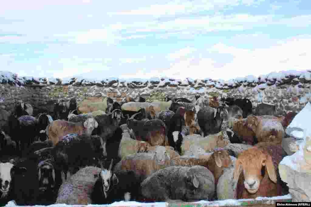 Памирские кыргызы разводят овец, коз, яков, лошадей.