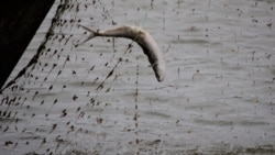 Ловля рыбы сетями в Атырау. Иллюстративное фото.