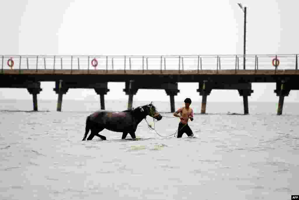 A man leads a horse in the waters of the Caspian Sea off the coast of Baku, Azerbaijan. (AFP/Tofik Babayev)