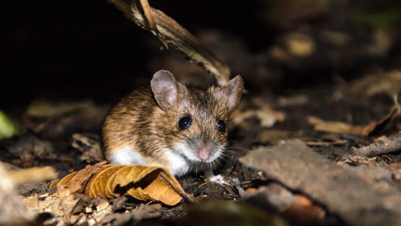 В Башкортостане в пять раз выросла заболеваемость мышиной лихорадкой