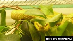 This white-lipped island pit viper is one of the 25 snakes donated to the Zagreb Zoo after the death of the Serbian chef who owned them.