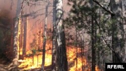 Ліси в Криму й на півдні України часто горять через спеку й посухи