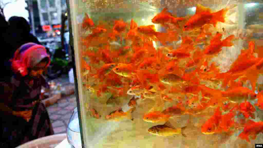 Goldfish are shown for sale in Tehran as part of the traditional Norouz celebrations marking the Persian New Year.
