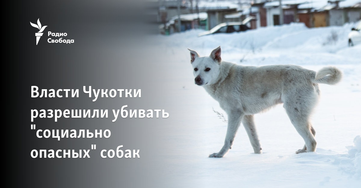 The authorities of Chukotka have allowed the killing of “socially dangerous” dogs