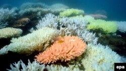 Veliki koralni greben, ilustrativna fotografija