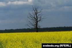 Каляровае поле з сухадрэвінай. Вёска Лучыцы, Петрыкаўскі раён, травень 2008. Памяці Напалеона Яленскага (1810—1883), уладальніка ваколіц Лучыцы ў ХІХ ст., грамадзкага дзеяча, удзельніка паўстаньня 1830—1831 і аднаго з кіраўнікоў паўстаньня 1863—1864.