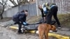 Bucha is a crime scene: a corpse is placed in a body bag for removal from the street in Bucha on April 3.