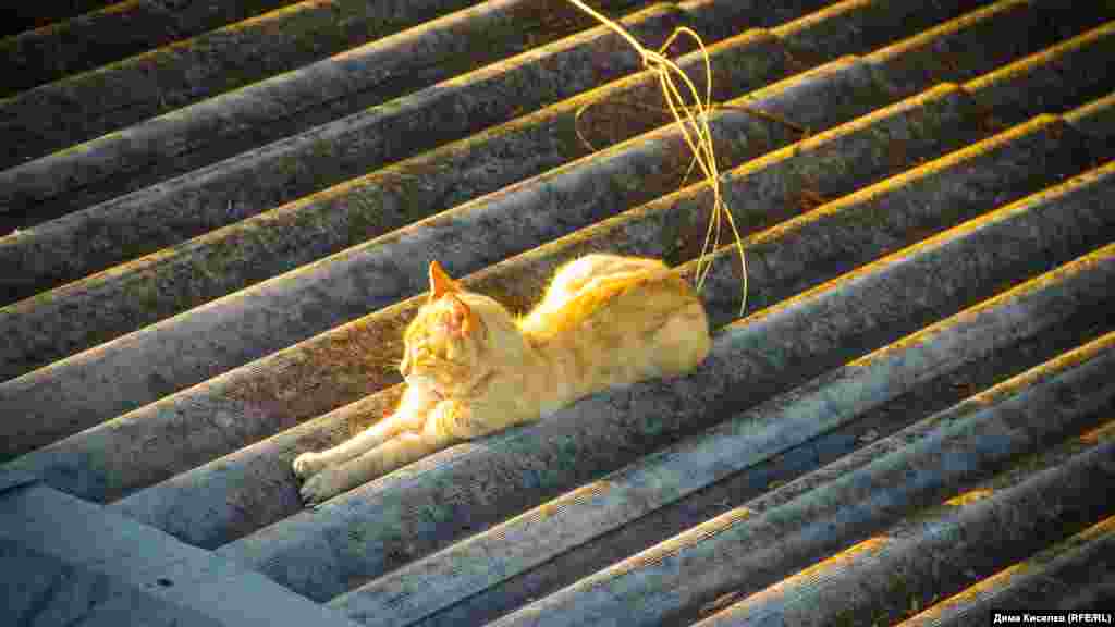 Коты отдыхают на крыше здания на территории железнодорожного вокзала