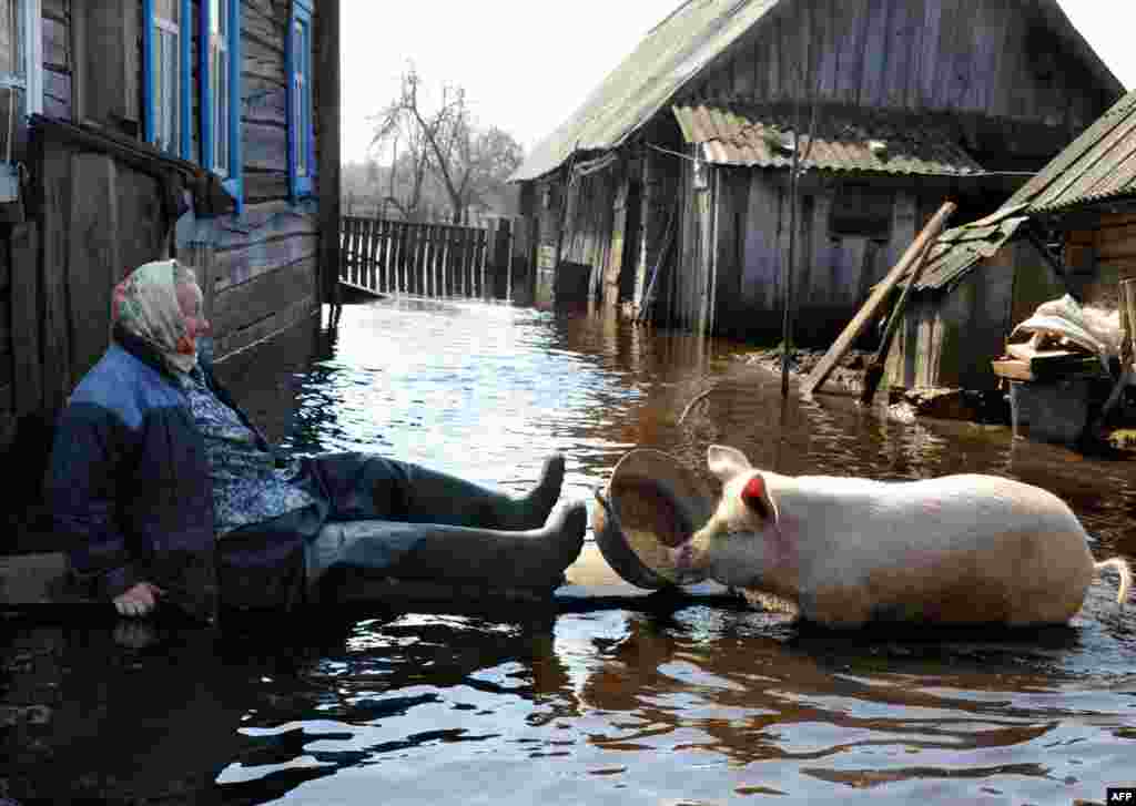 A woman feeds a pig in her yard during spring flood in the Belarusian village of Snyadin near Pripyat. (AFP/Viktor Drachev)