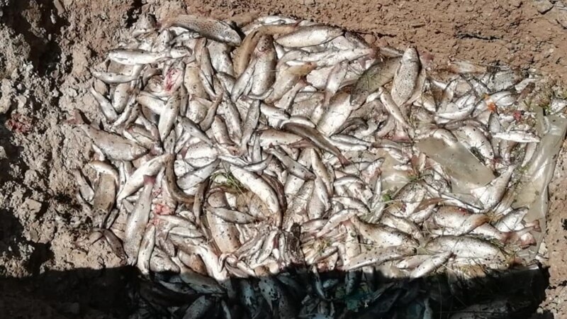 Prijava protiv Termoelektrane Pljevlja zbog pomora ribe