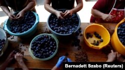Roseljhoznadzor traži od Srbije kontrolu voća, u suprotnom sledi nova zabrana