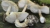 The deadly poisonous mushroom Amanita phalloides -- also known as the "death cap" -- is found in Iran, although it's not known if this was the type that is responsible for the deaths.