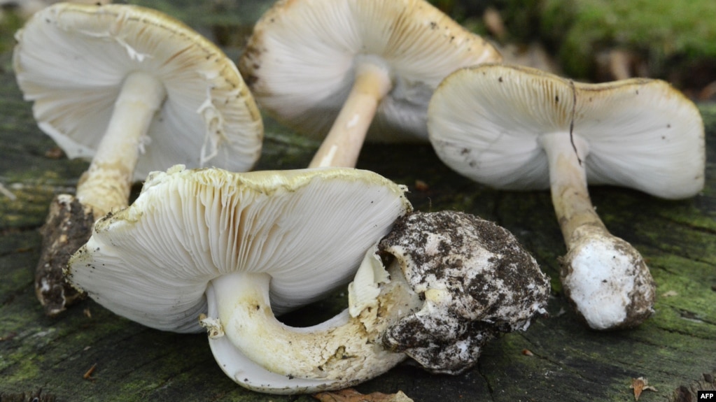 The deadly poisonous mushroom Amanita phalloides -- also known as the "death cap" -- is found in Iran, although it's not known if this was the type responsible for the deaths.