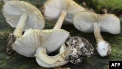 The deadly poisonous mushroom Amanita phalloides -- also known as the "death cap" -- is found in Iran, although it's not known if this was the type responsible for the deaths.