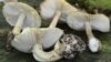 У лікарні Дніпра від отруєння грибами помер 7-річний хлопчик