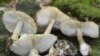 Отруєння грибами на Київщині: померли дівчата 9 та 18 років