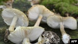 Zelena pupavka (Amanita phalloides) jedna je od najotrovnijih gljiva, široko rasprostranjena u Evropi