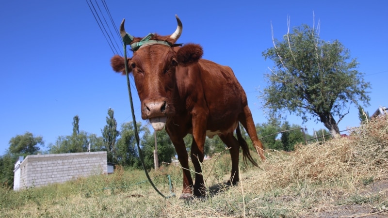 На востоке Крыма десятки коров погибли от голода – ветслужба