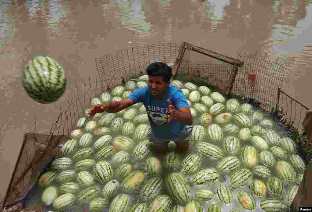 A vendor throws a watermelon, which was kept in the waters of a canal to keep it cool, toward a customer on a hot summer day in Jammu, India. (Reuters/Mukesh Gupta)