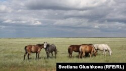 На пересечении границ Узбекистана, Кыргызстана и Таджикистана в Ферганской долине часто встречаются случаи, когда домашний скот переходит на территорию соседней республики.