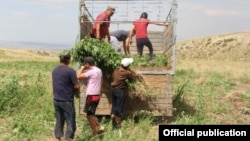 Destroying illegal cannabis in Central Asia (file photo)