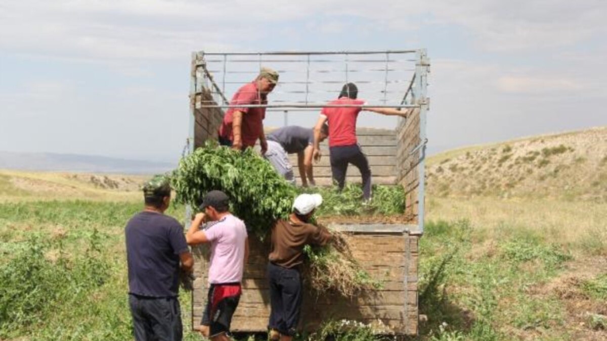 в кыргызстане легализация марихуаны