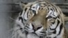 Приморье: задержаны подозреваемые в убийстве амурских тигров