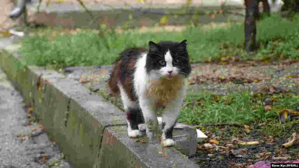 Суворий вуличний кіт дощу не боїться