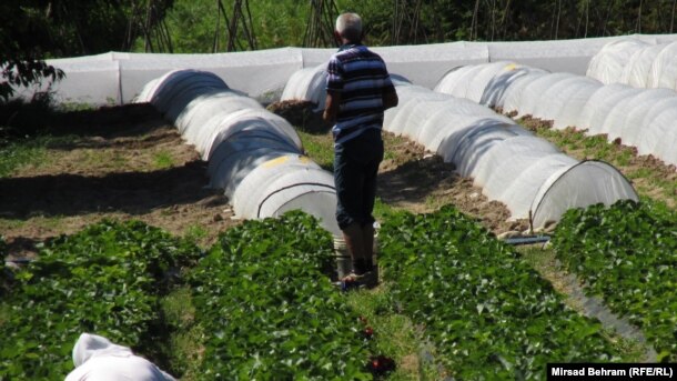 Usorac ocjenjuje da će se dobar dio domaće proizvodnje ugasiti