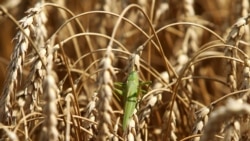 Саранча на пшеничном поле. Россия, Краснодарский край, июль 2015 года