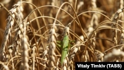 Саранча на пшеничном поле. Россия, Краснодарский край, июль 2015 года
